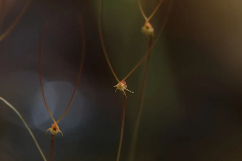 Utricularia Capilliflora