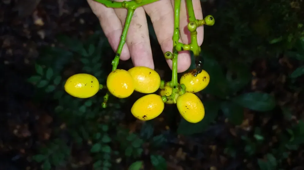 Odontocarya Wullschlaegelii