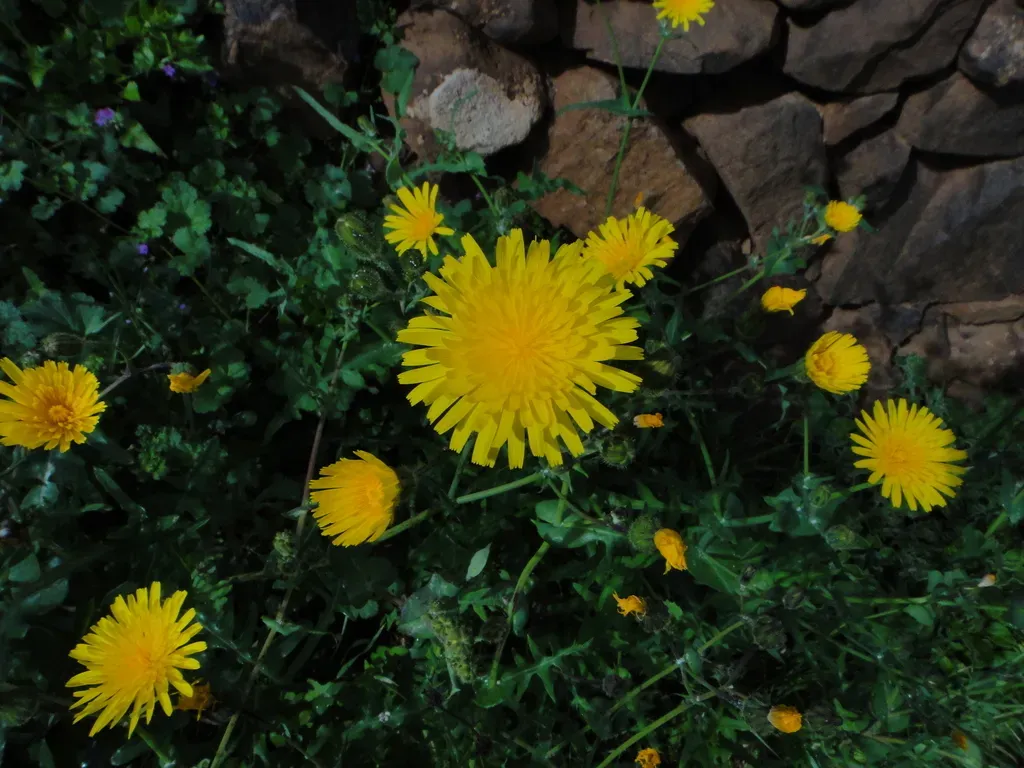 Sonchus Bourgeaui