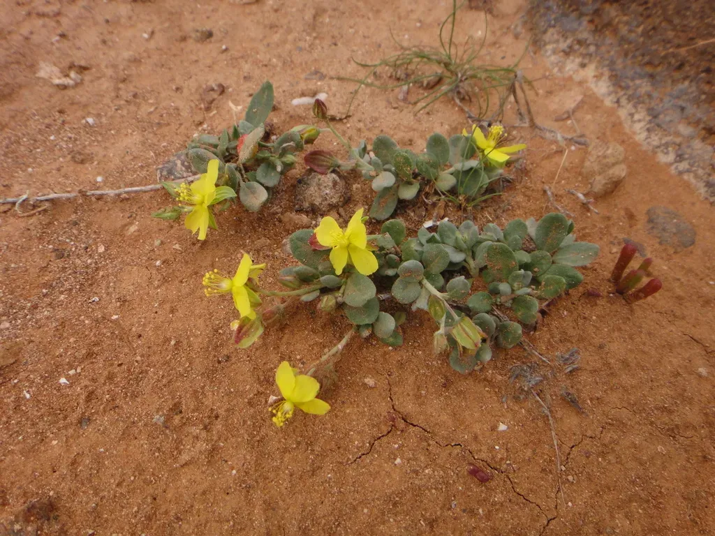 Helianthemum Canariense