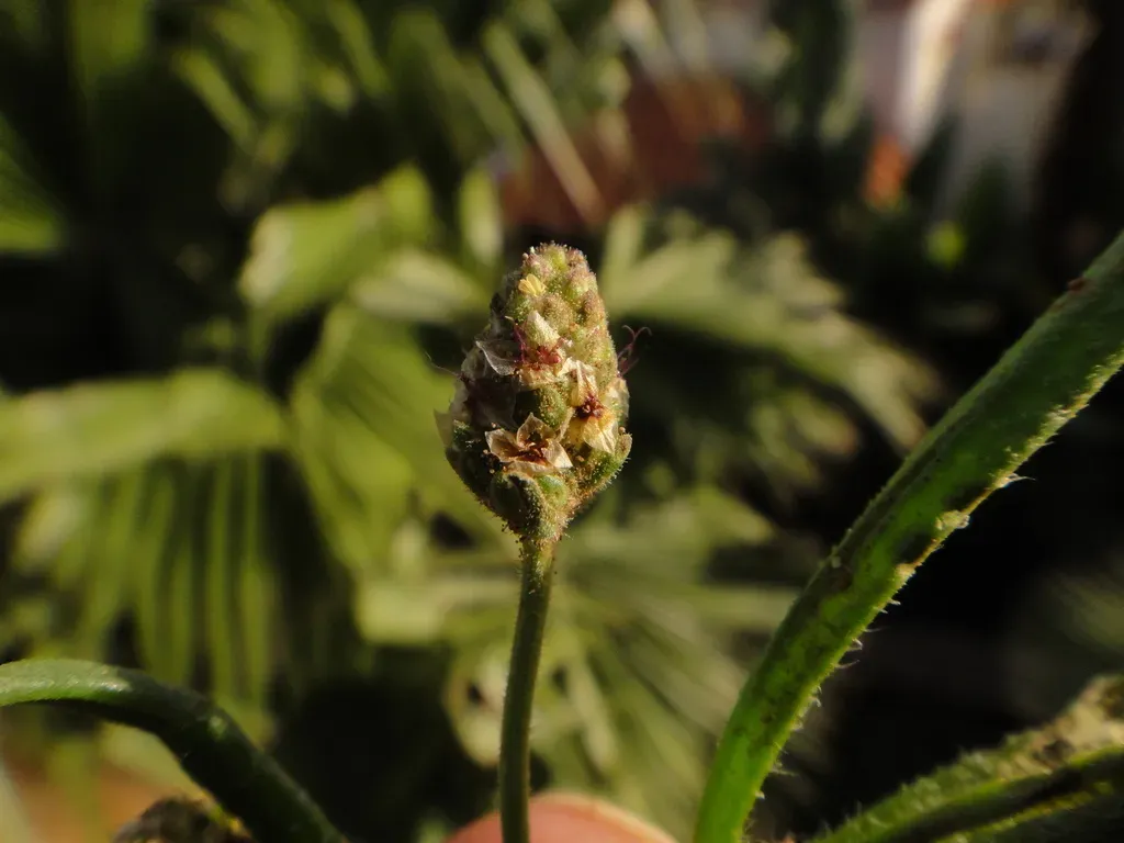 Plantago Phaeostoma