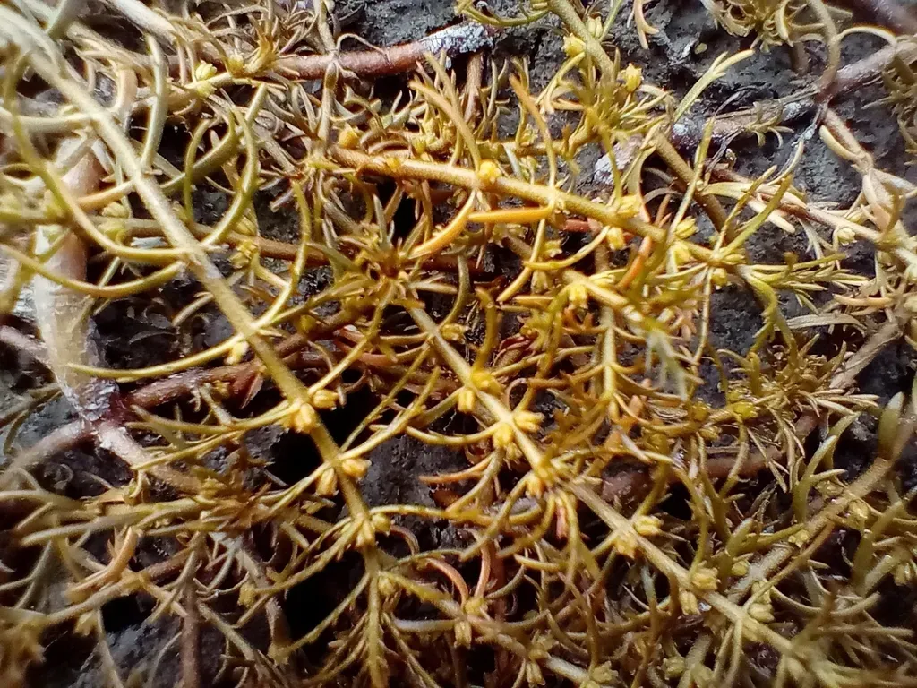 Myriophyllum Propinquum