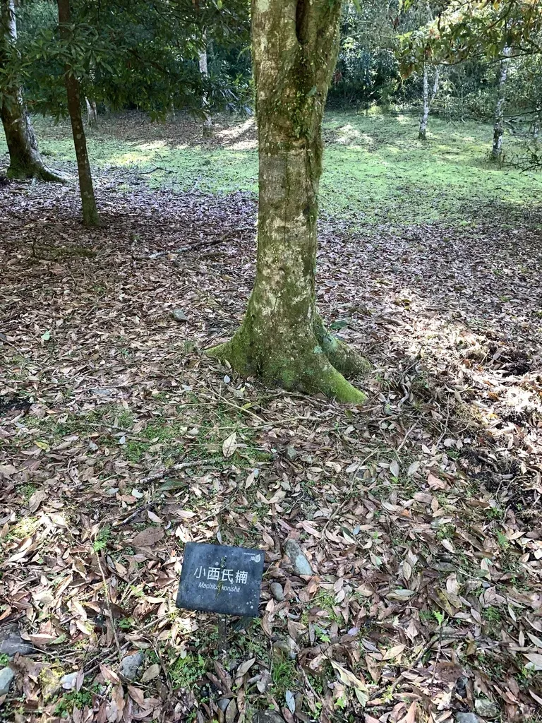 Nothaphoebe Konishii