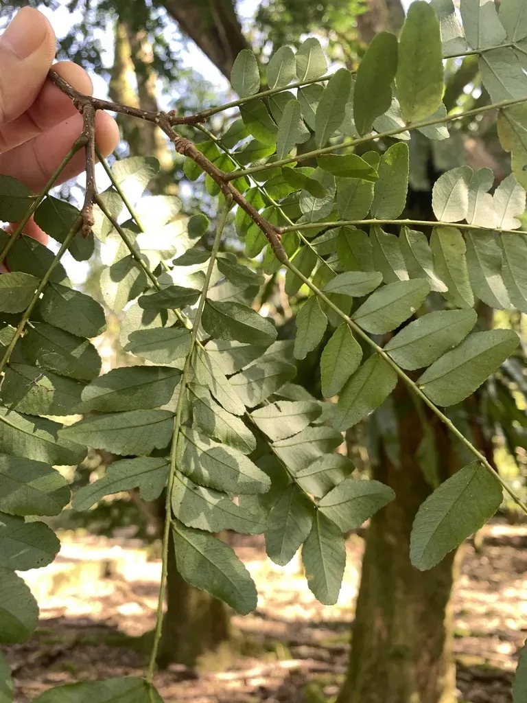 Chinese Honey Locust