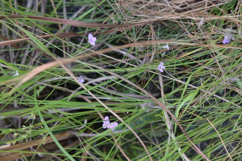 Utricularia Leptorhyncha