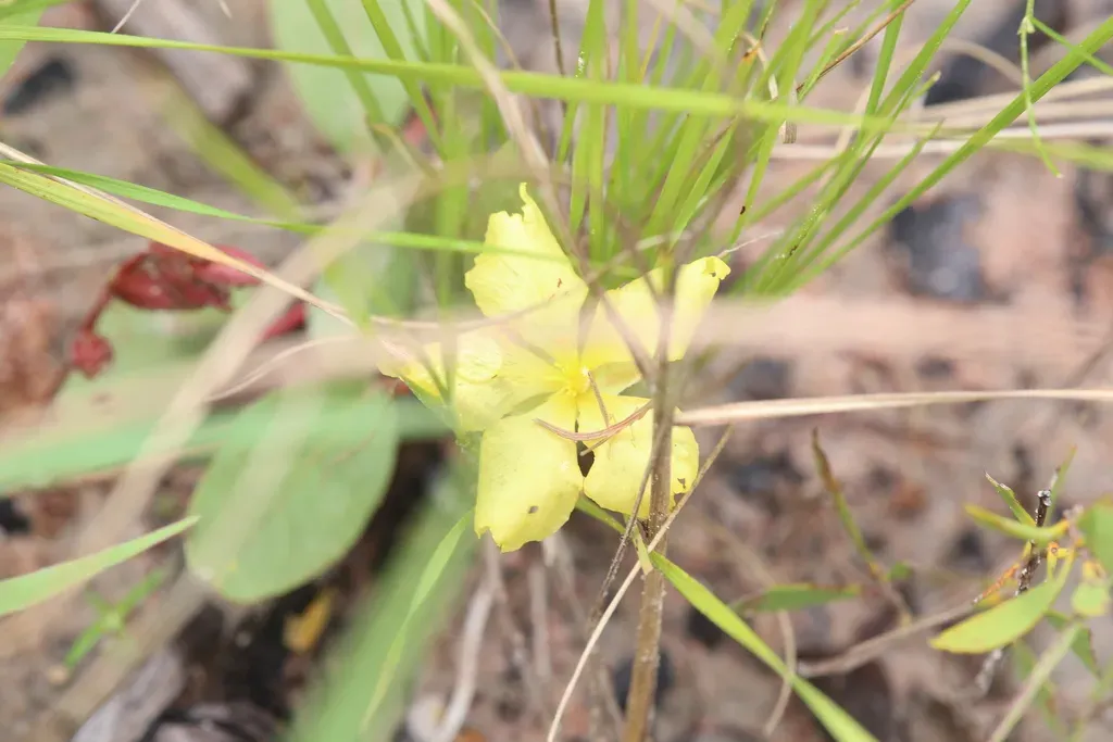Hibbertia Holtzei