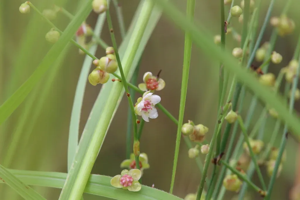 Hibbertia Juncea