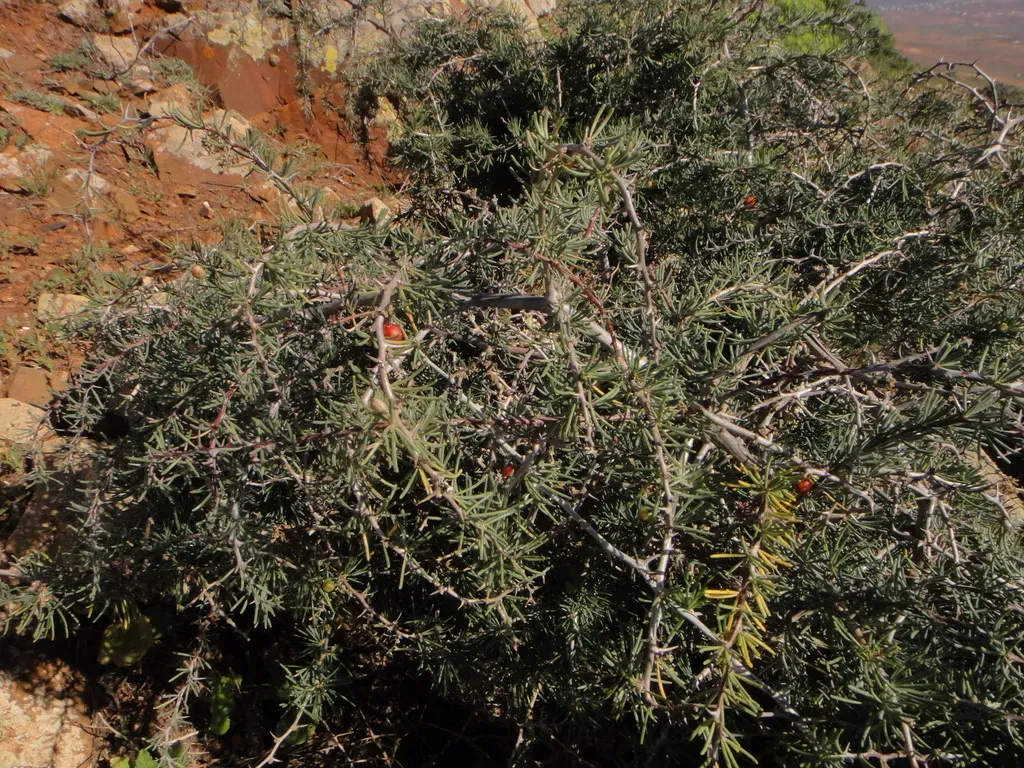 Asparagus Pastorianus