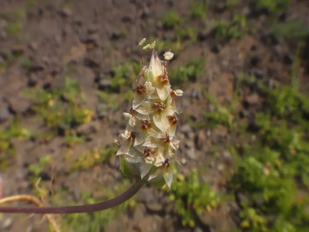 Plantago Amplexicaulis