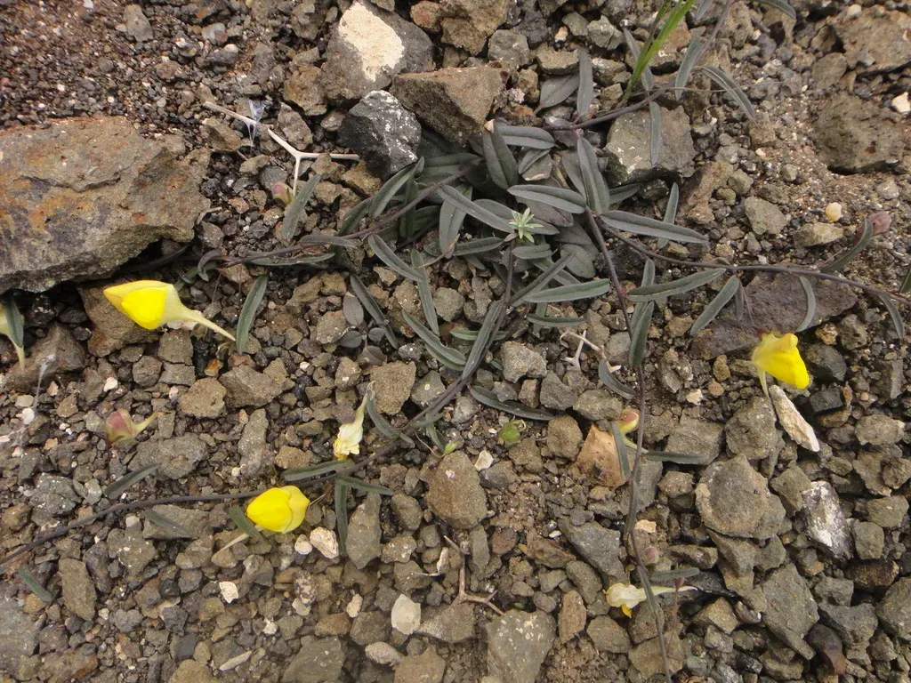 Nanorrhinum Sagittatum