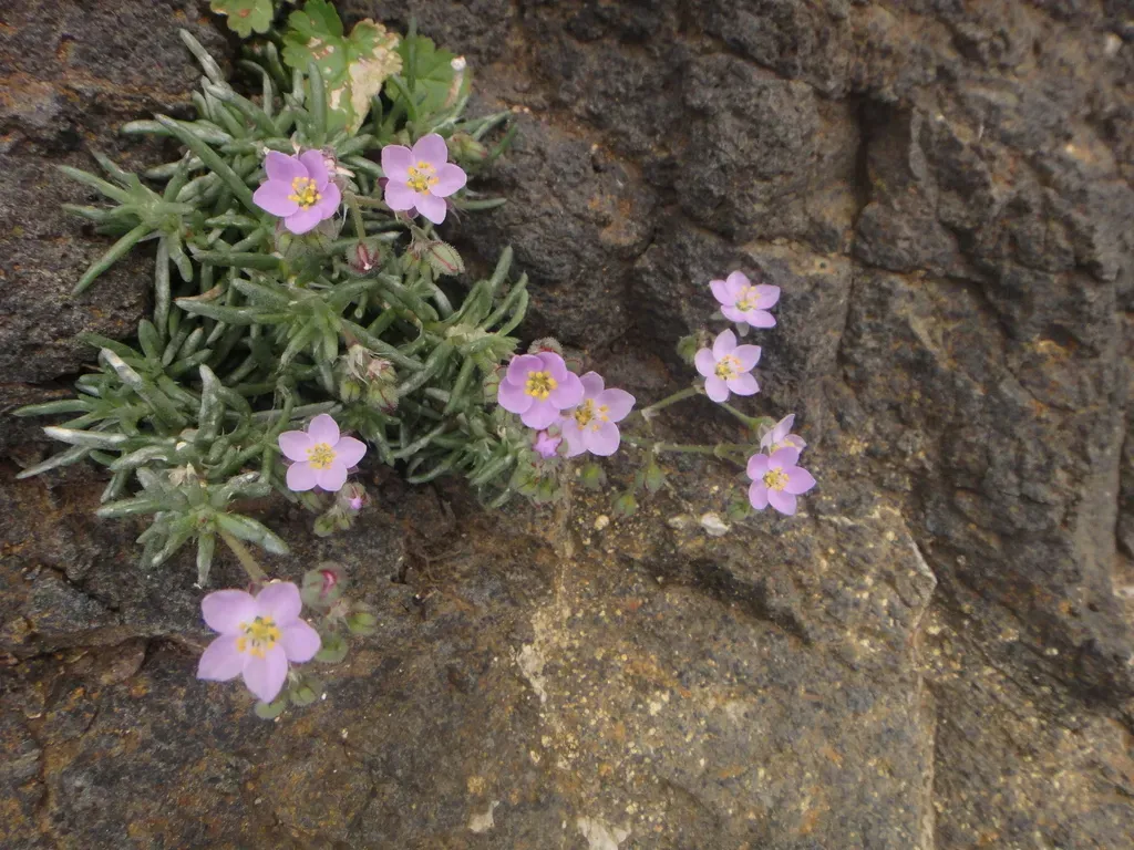 Spergularia Fimbriata