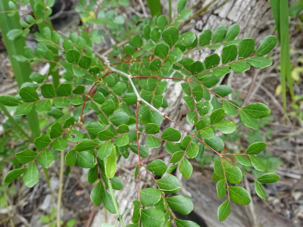 Cenostigma Gaumeri