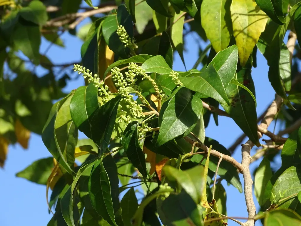 Thouinia Paucidentata
