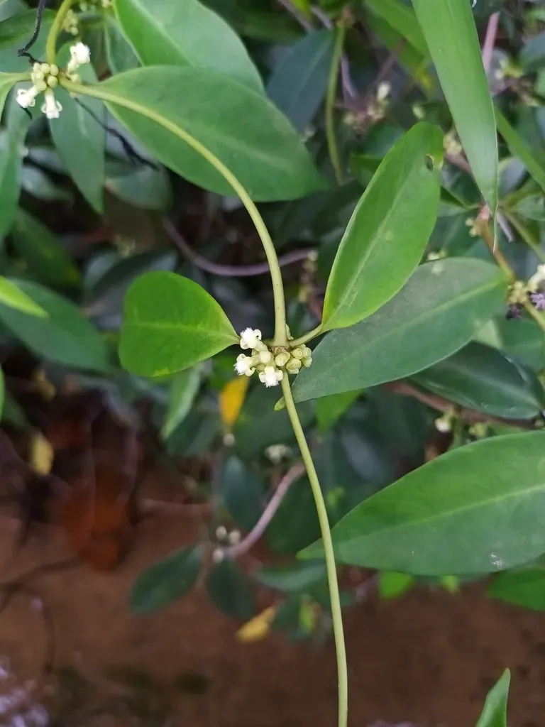 Gynochthodes Coriacea