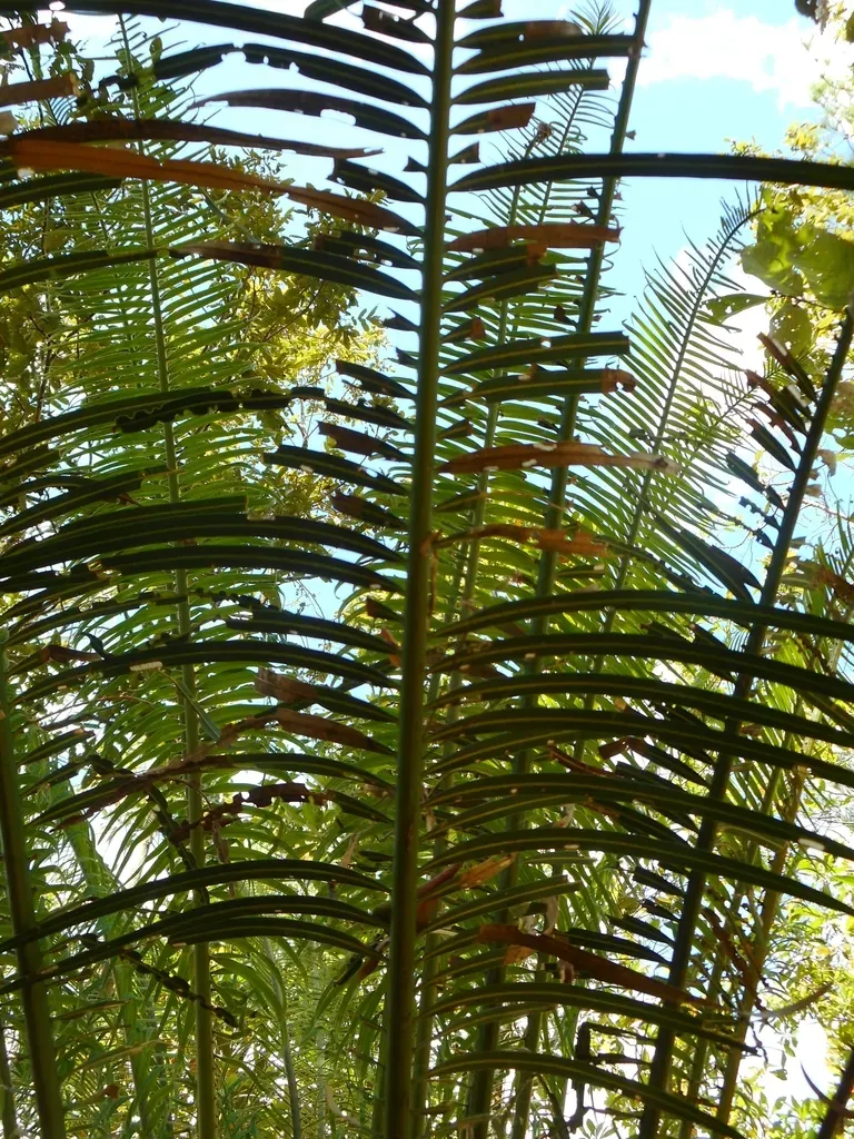 Cycas Pectinata