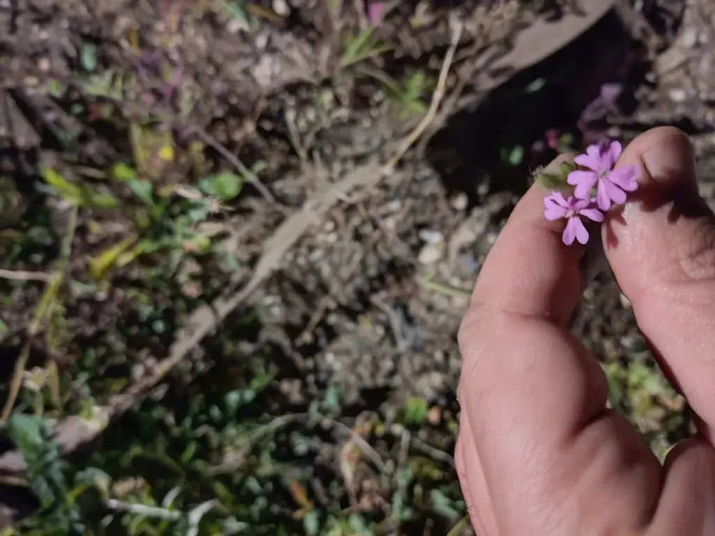 Silene Micropetala