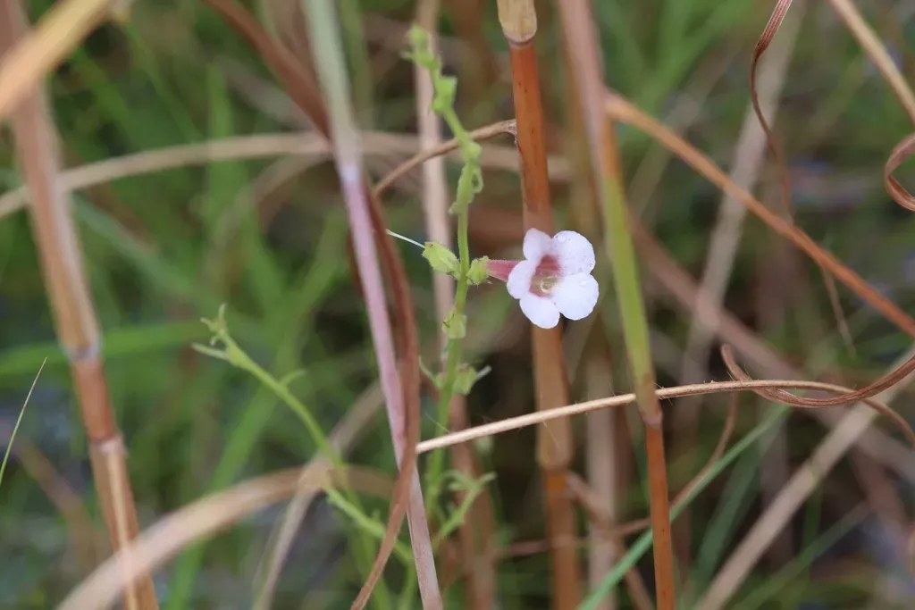 Swamp Foxglove