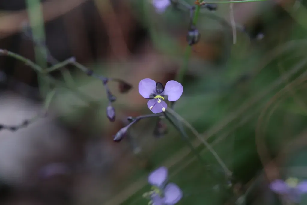 Aneilema Siliculosum