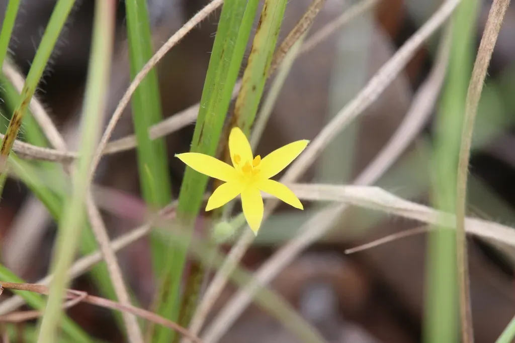 Hypoxis Nervosa