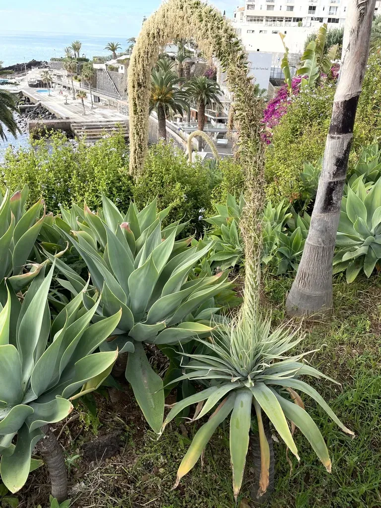 Foxtail Agave