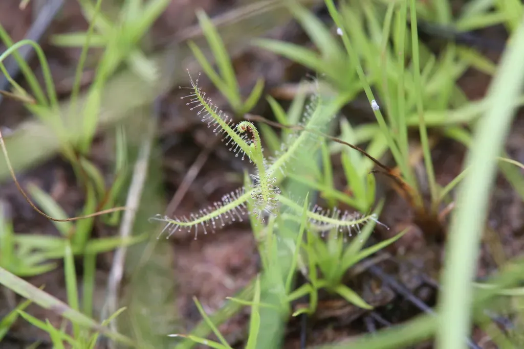 Drosera Aquatica