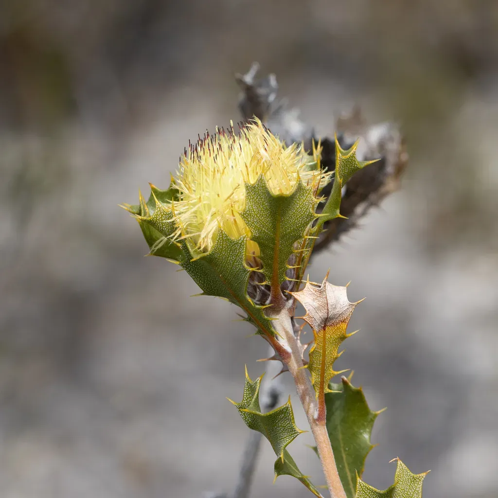 Wedge-leaved Dryandra