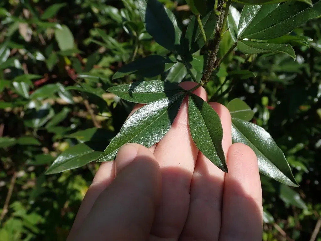 Otholobium Mexicanum