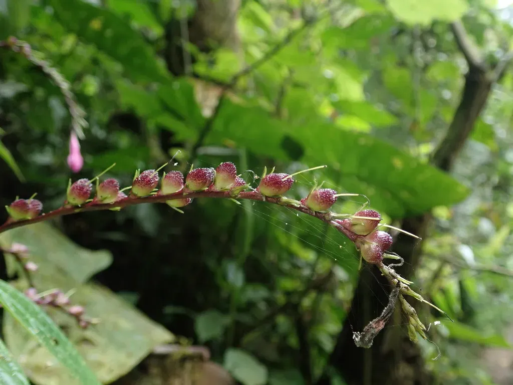 Spigelia Pedunculata