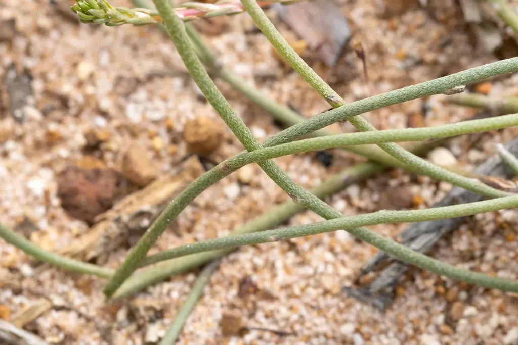 Jacksonia Condensata