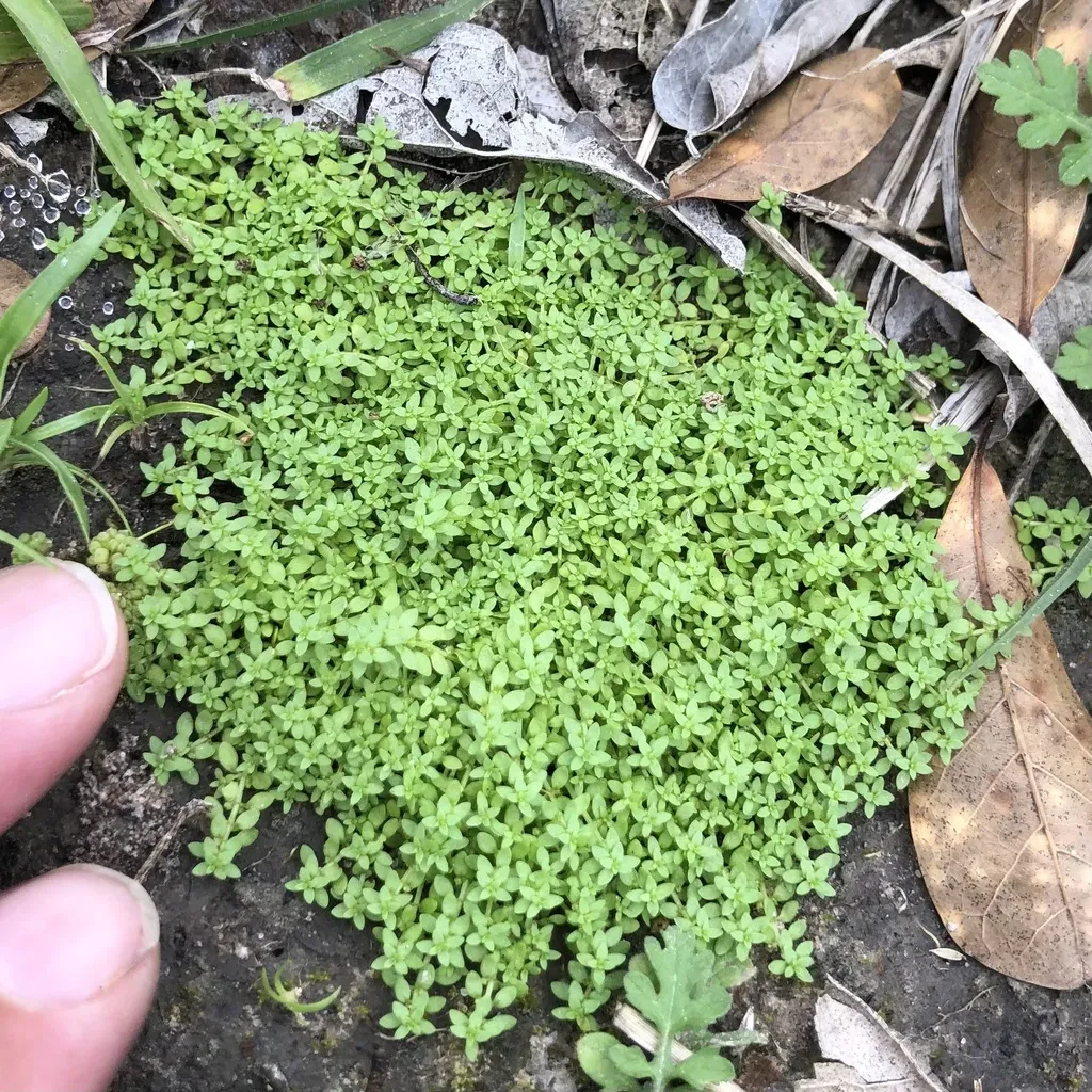 Callitriche Peploides