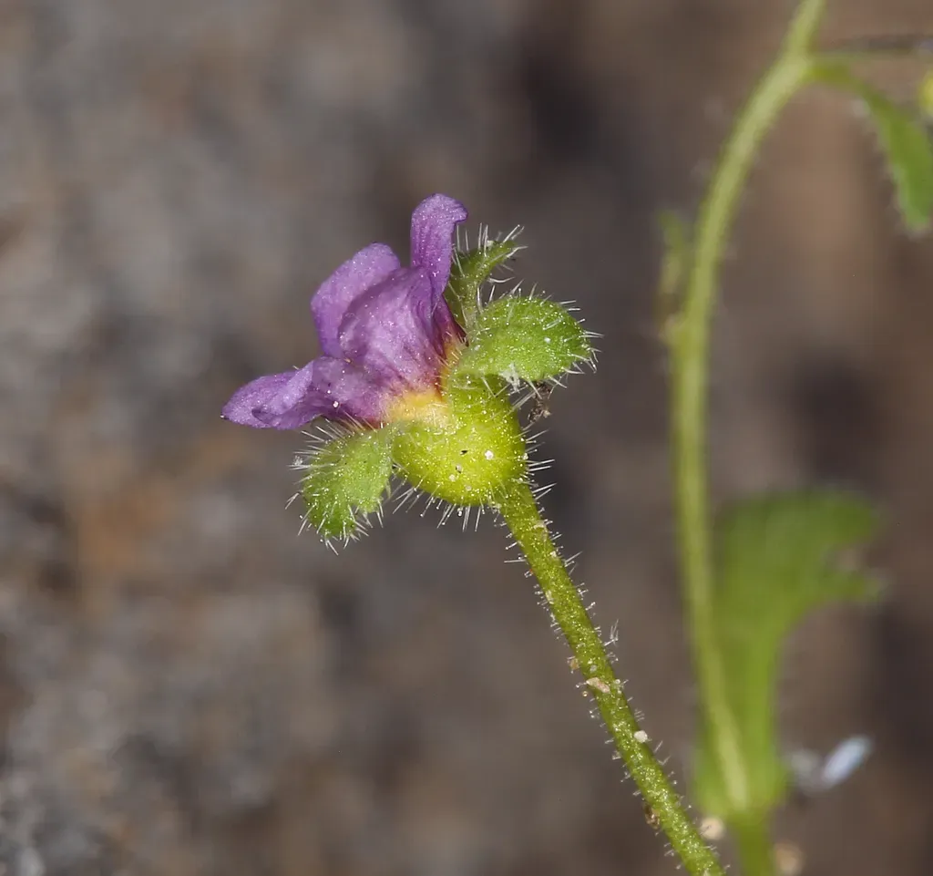 Dainty Desert Hideseed