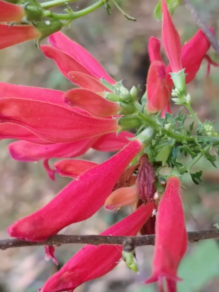 Lamourouxia Multifida