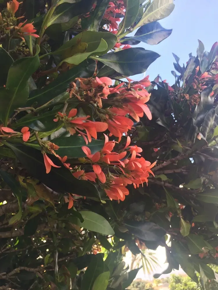 Magnificent Flamebush