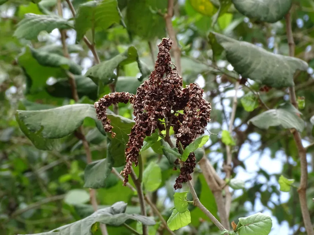 Neomillspaughia Emarginata