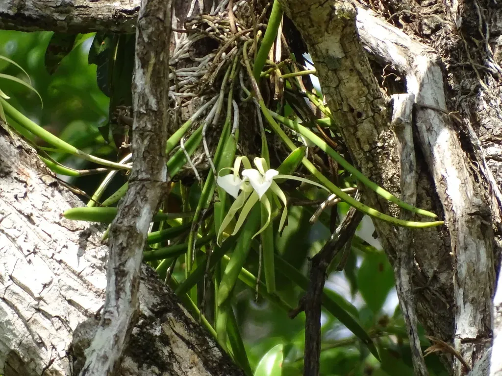 Brassavola Grandiflora