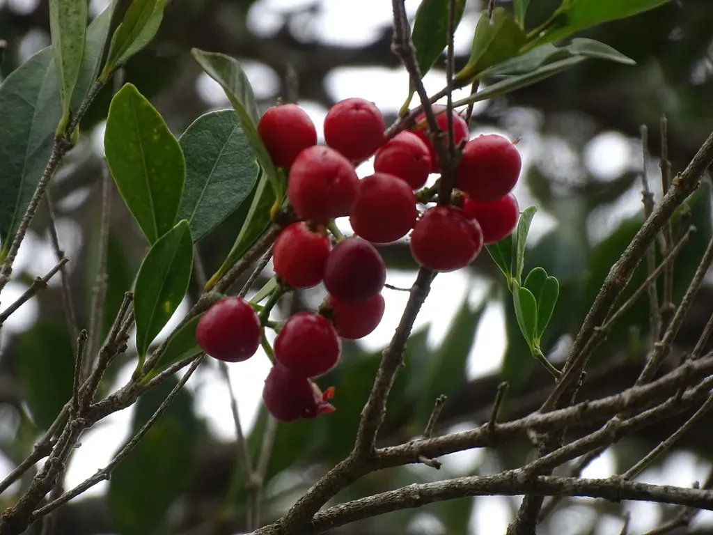 Bunchosia Swartziana