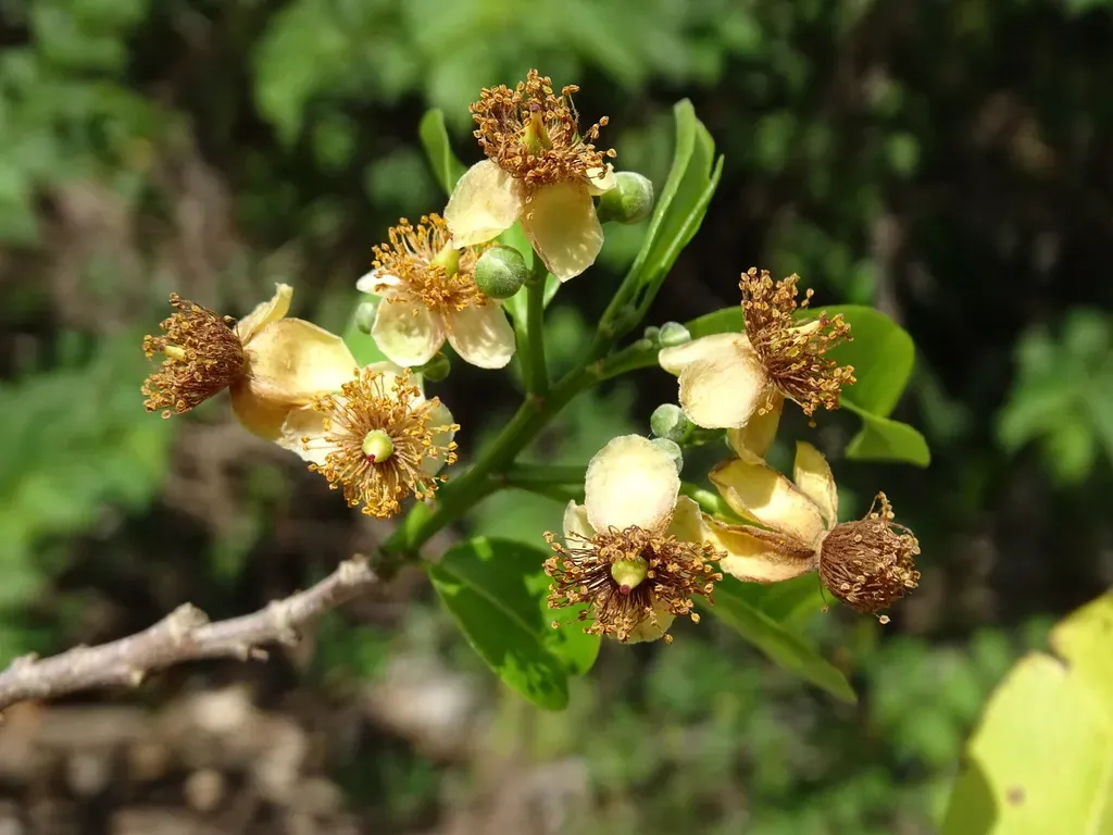 Casearia Laetioides