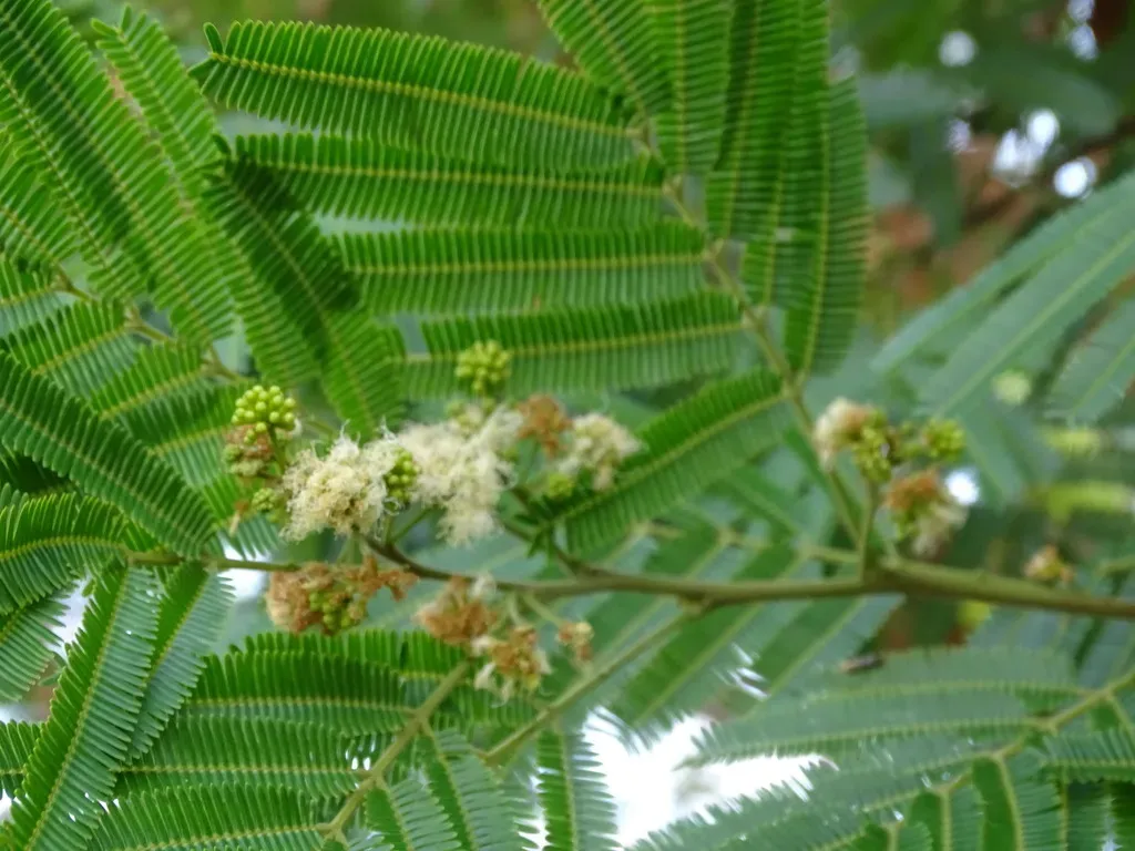 Senegalia Picachensis