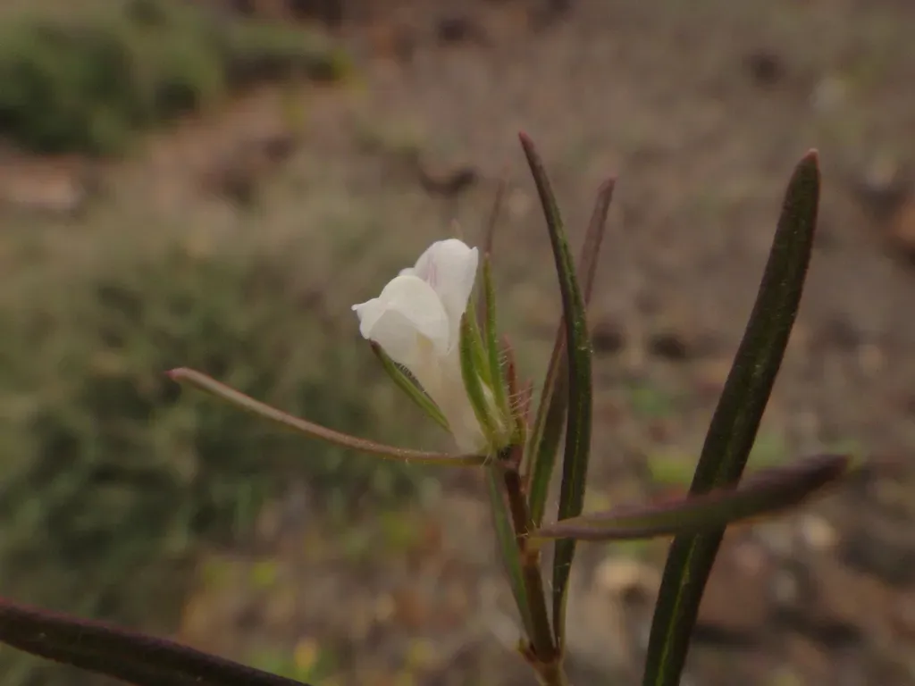 Misopates Salvagense