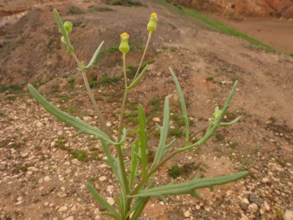 Senecio Massaicus