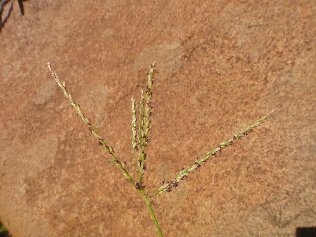 Digitaria Nodosa