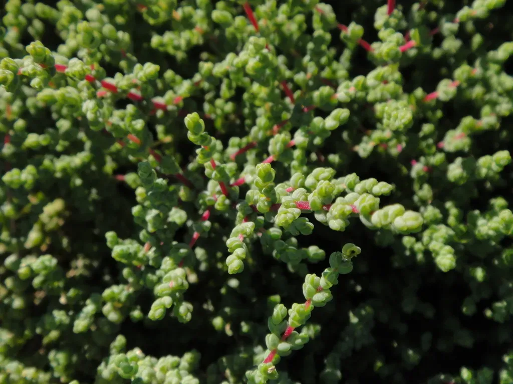 Caroxylon Tetrandrum