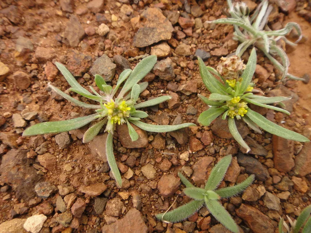 Notoceras Bicorne