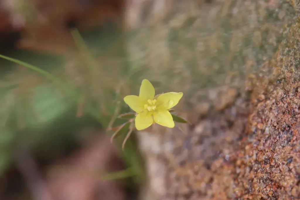 Tribulopis Pentandra
