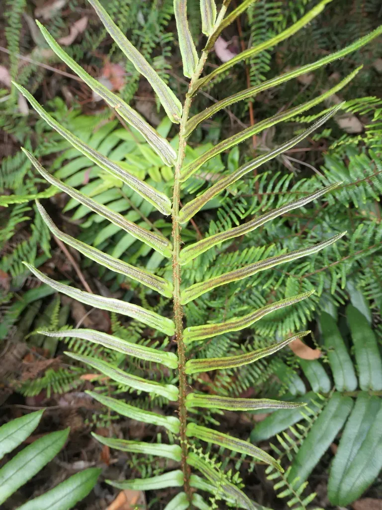 Blechnum Gregsonii