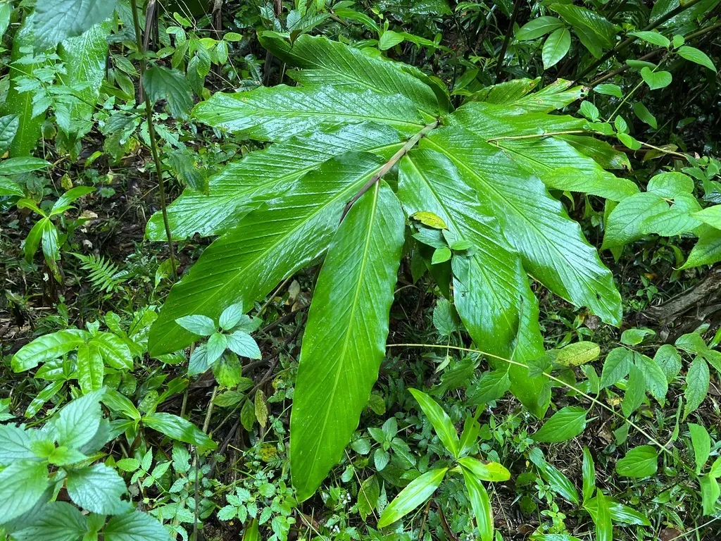 Pleuranthodium Racemigerum