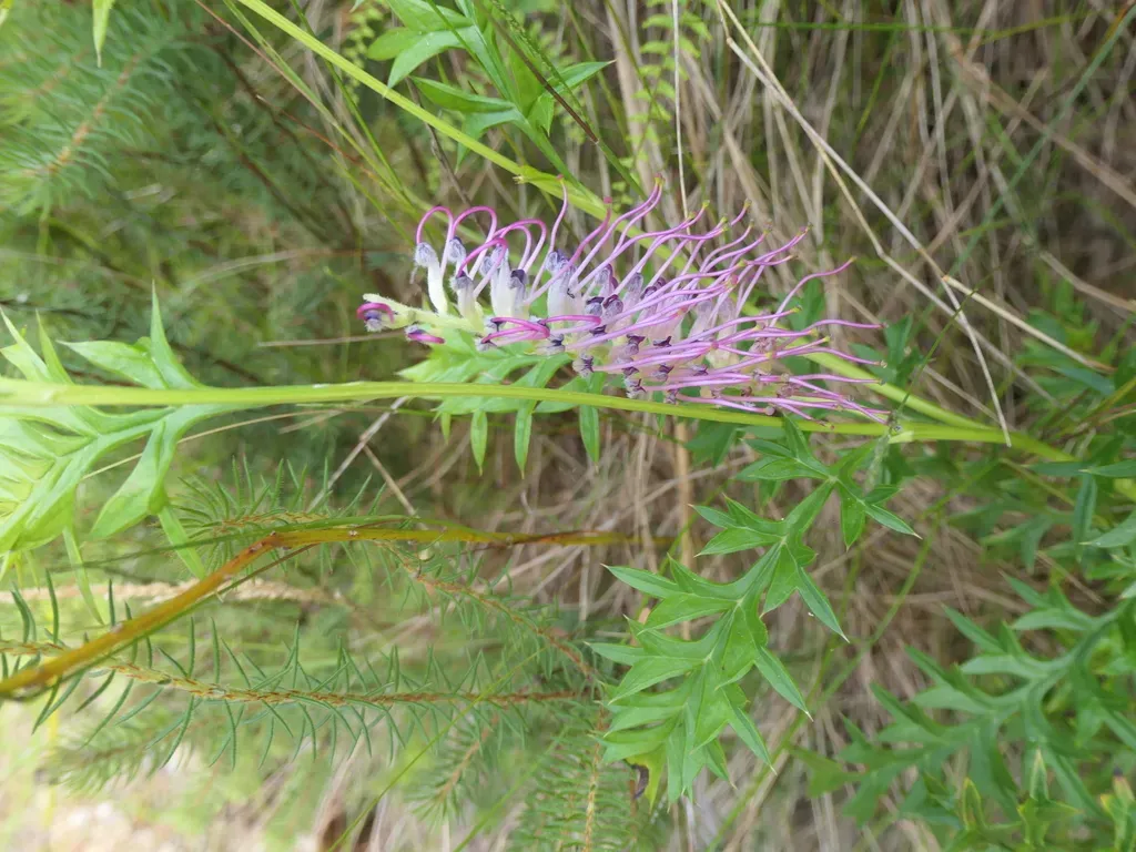 Acanthus-leaved Grevillea