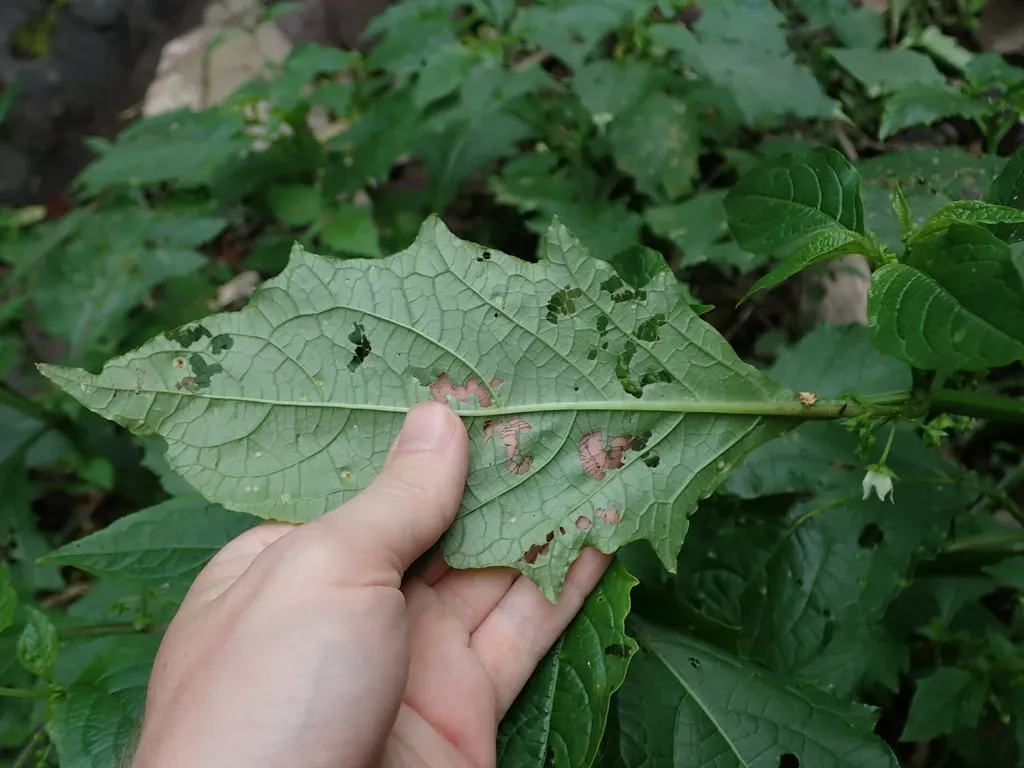 Jaltomata Viridiflora