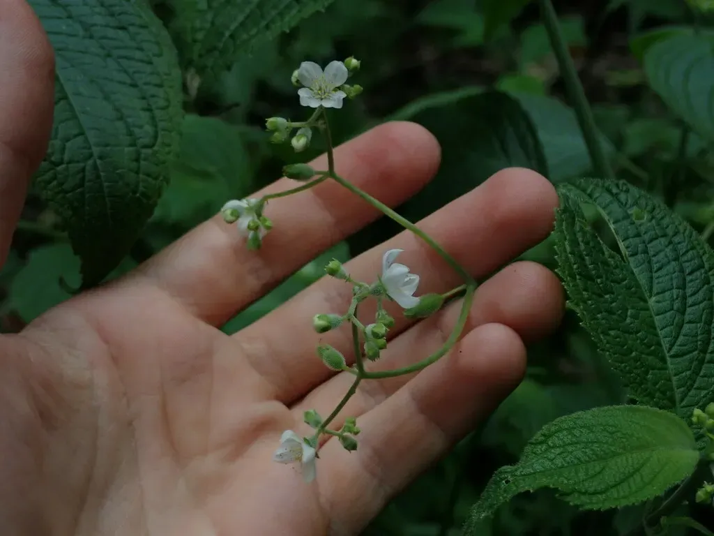 Klaprothia Mentzelioides