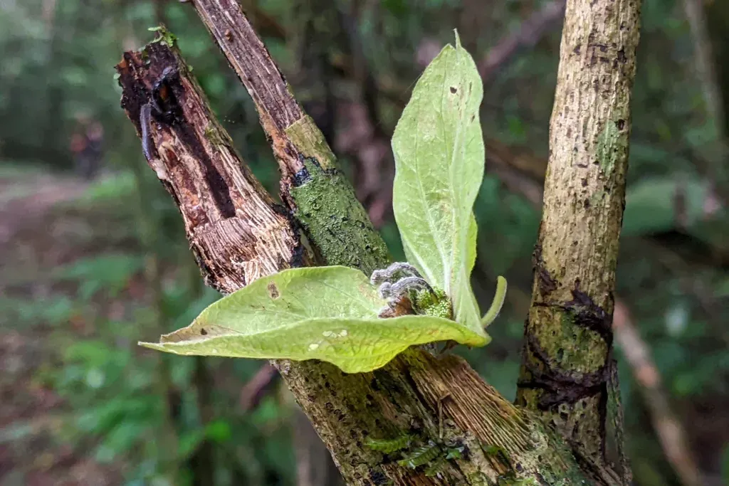 Dalechampia Brownsbergensis